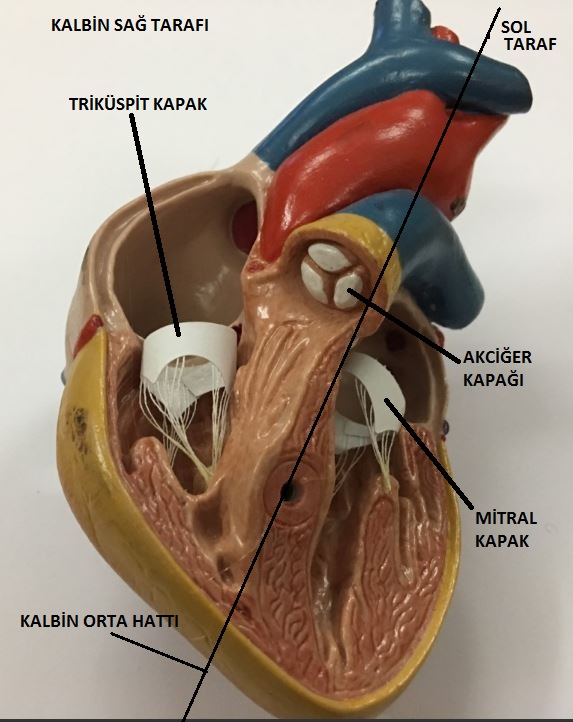yüksek tansiyon aort büyümesi