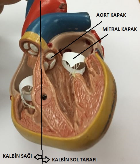 prof dr ahmet akgul aort kapak ve aort damari hastaliklari